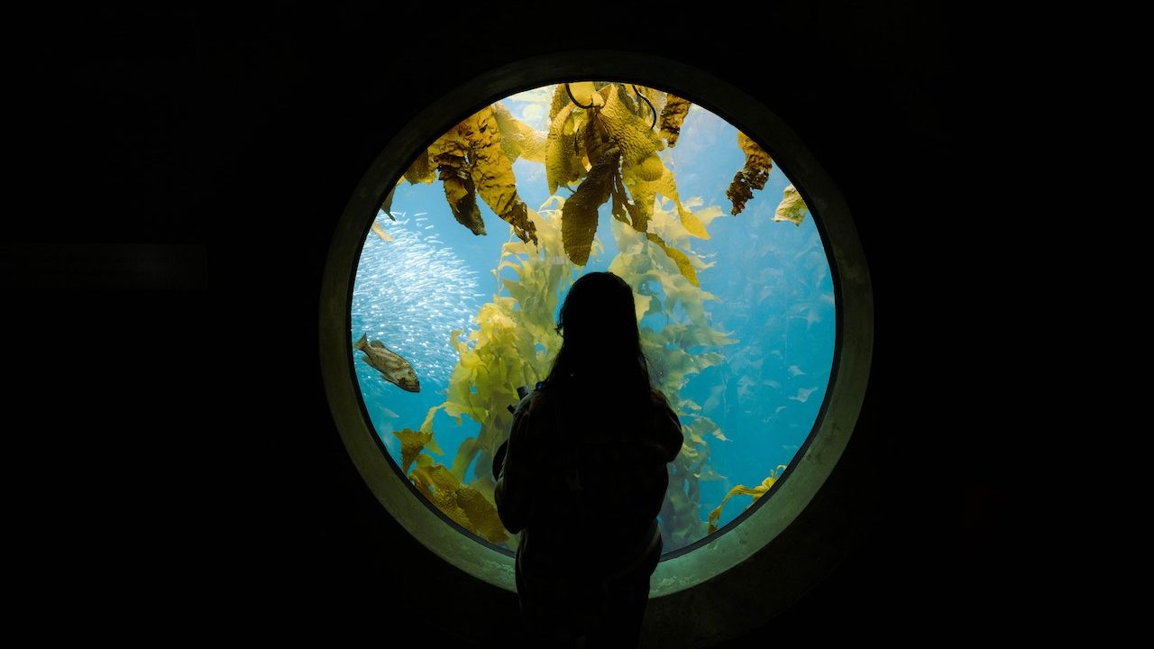 Aquarium Galizien